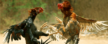 bj66live-triple-img-sec2