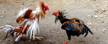 bj66live-triple-img-sec3